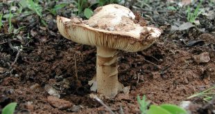 Amanita Ponderosa