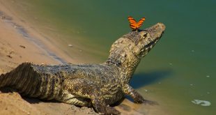 Borboleta em Cima da Cabeça de Um Jacaré do Pantanal