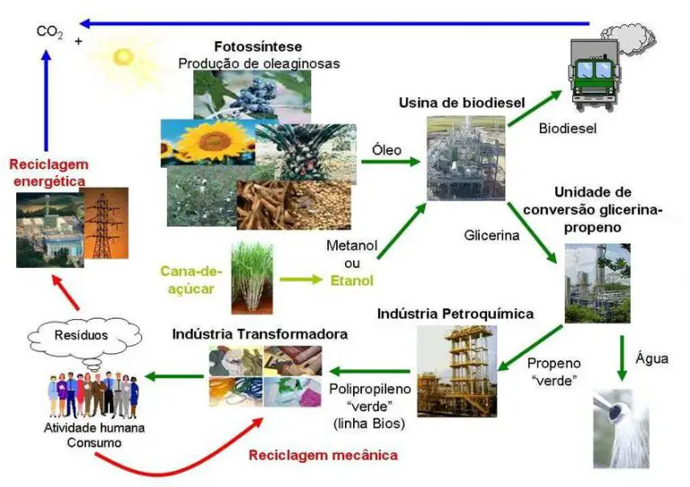 O Que é Uma Cadeia de Produção Mundo Ecologia