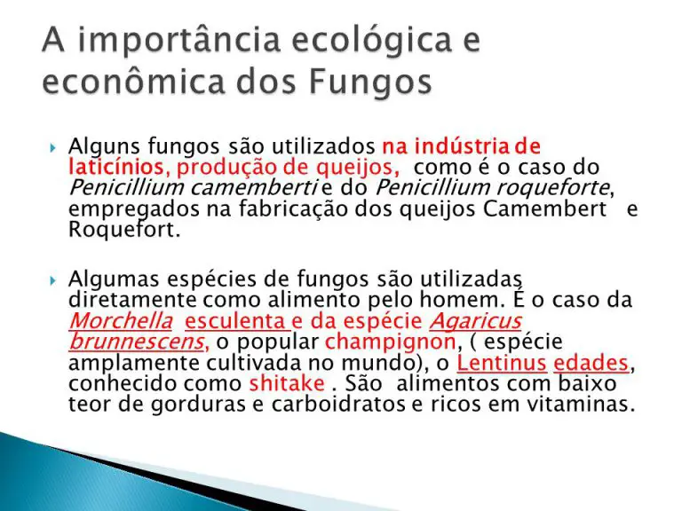 O Que São Fungos Qual A Importância Econômica Dos Fungos Mundo Ecologia 7312