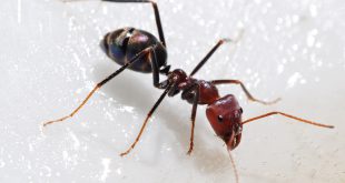 Iridomyrmex