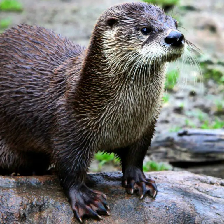 Tudo Sobre A Lontra Caracter Sticas Nome Cient Fico E Fotos Mundo Ecologia