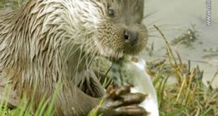 Lontra Comendo um Peixe