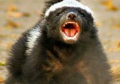 Ratel Mostrando os Dentes