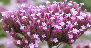 Verbena