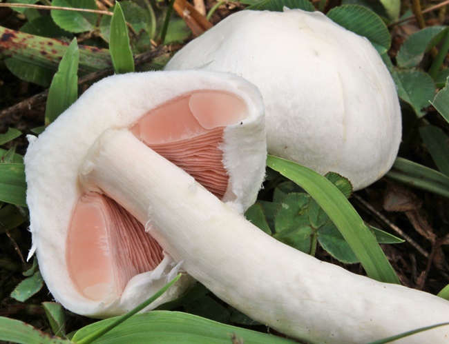 Tudo Sobre O Cogumelo Características Nome Científico E Fotos Mundo