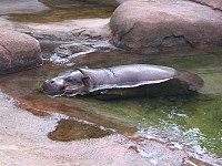 madagascar hipopotamo saindo da agua