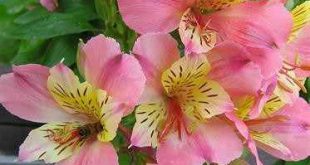 Alstroemeria Rosa