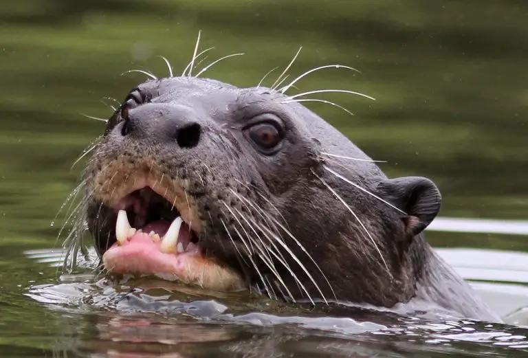 Tudo Sobre A Ariranha Caracter Sticas Nome Cient Fico E Fotos Mundo Ecologia