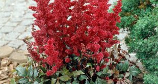 Astilbe Arendsa