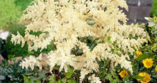 Astilbe Flor Branca no Canteiro