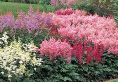 Astilbes no Jardim