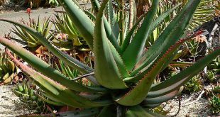 Babosa Aloe Africano