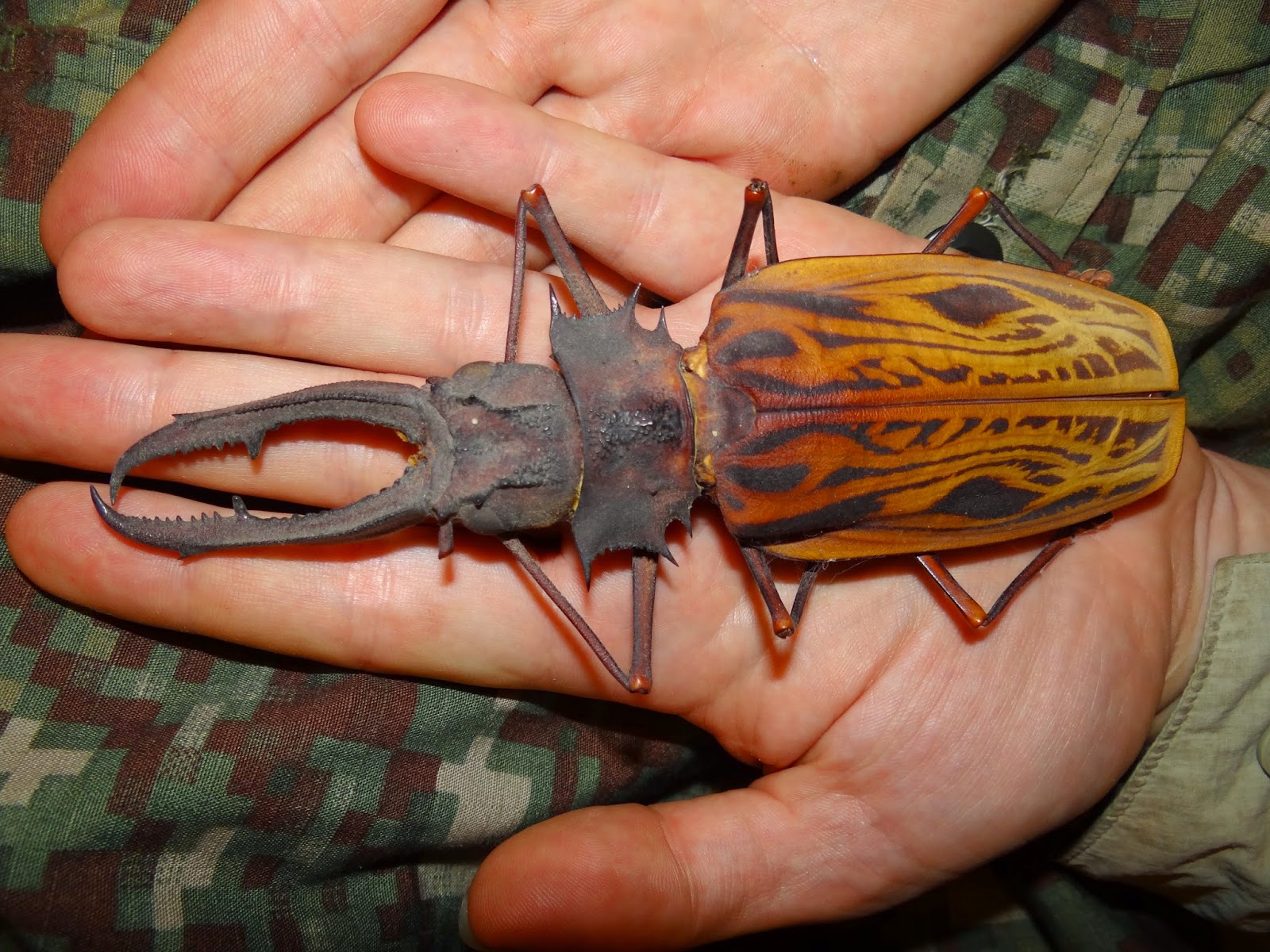 Самый большой жук в мире фото и название