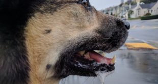 Cachorro Com a Boca Espumando