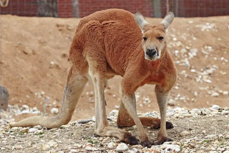 História do Canguru e Origem do Animal Mundo Ecologia