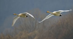 Cisnes Whooper Voando