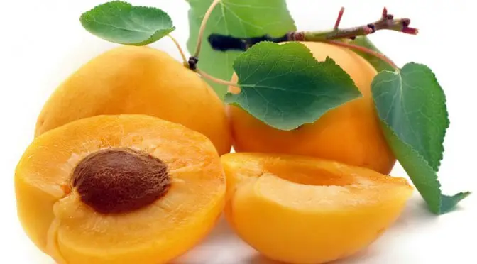 Essência Natural Guaramirim - O damasco é uma fruta de origem chinesa,  trazida para o continente americano no século XVIII. Geralmente conhecemos  seu fruto seco, que é amplamente utilizado na culinária, mas