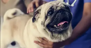 Pug no Veterinário