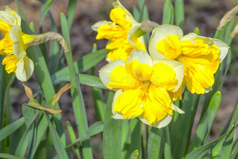 História da Flor Agapanto, Significado e Origem da Flor | Mundo Ecologia