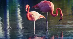 Flamingo em Uma Perna Só