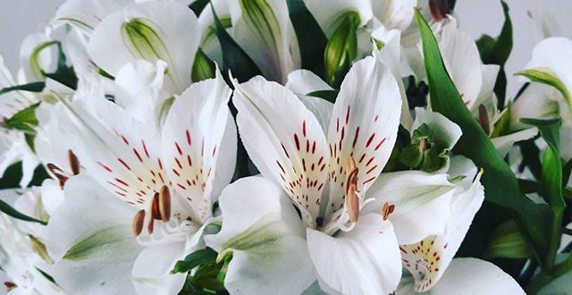 Flor Astromelia Branca Natural: Características e Fotos | Mundo Ecologia