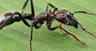 Formiga Cabo-Verde