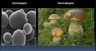 Fungos Unicelulares e Pluricelulares