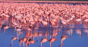 Milhares de Flamingos na Beira de um Lago