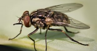 Mosca Doméstica Fotografada de Perto