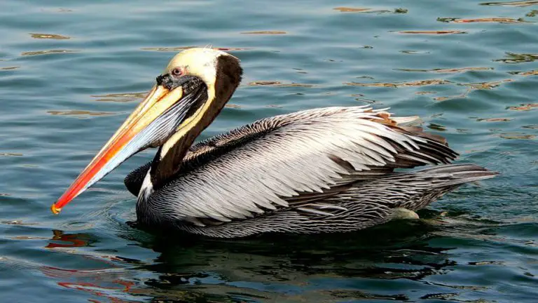 Ciclo De Vida Do Pelicano Quantos Anos Eles Vivem Mundo Ecologia