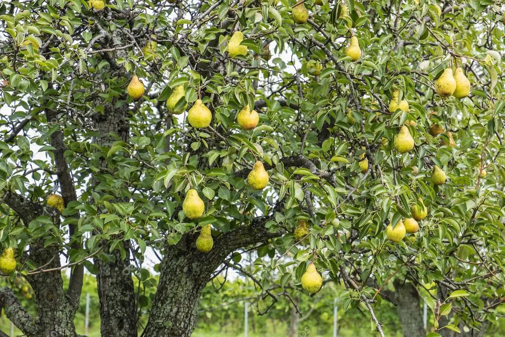 Pomar de Peras: Como Fazer Plantação de Pereiras e Fotos | Mundo Ecologia