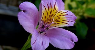 Alstroemeria Hybrida