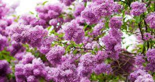 Árvore de Syringa Lilas