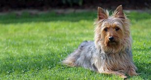 Australian Silky-Haired Terrier