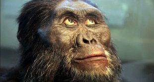 Australopithecines