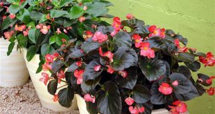 Begonia Elatior no Vaso