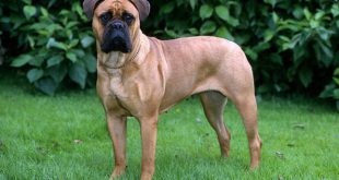 Bullmastiff Adulto