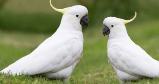 Cacatua