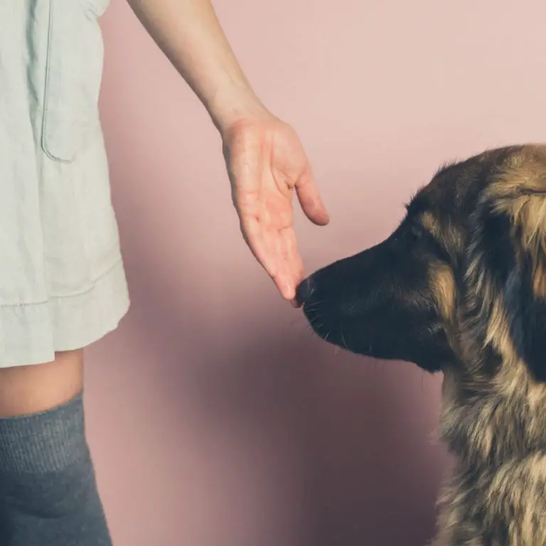 Por Que Os Cachorros Cheiram As Partes Íntimas Das Pessoas Mundo