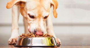 Cachorro Comendo Ração de Qualidade