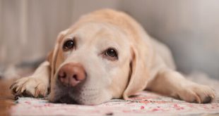 Cachorro Isolado e Triste