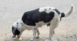 Cachorro Vomitando Amarelo