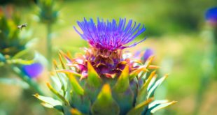 Cardo Marítimo Com as Flores Roxas