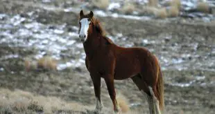 Cavalo Mustang na Montanha