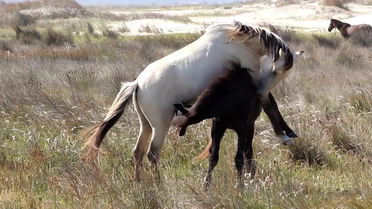 Fases Do Parto Em Éguas E Tabela De Gestação Do Cavalo | Mundo Ecologia