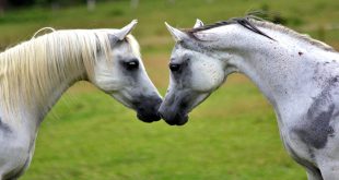 Cavalo e Égua se Acariciando