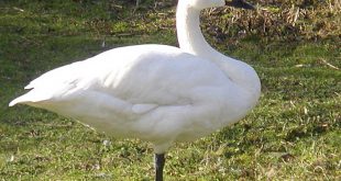 Cisne-Pequeno