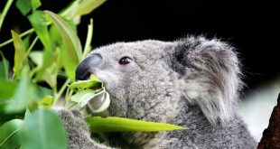 Coala Comendo Bambu