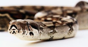 Cobra Boa Constrictor Longicauda Fotografada de Frente